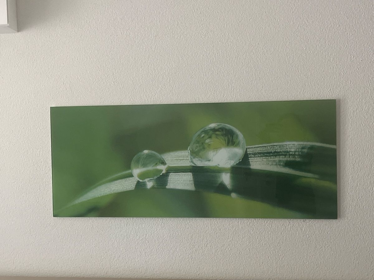 Poster & Bilder: Glasbild mit Schilf und Wassertropfen – Neu (gemäss Beschreibung) aus Männedorf von cas_p66v