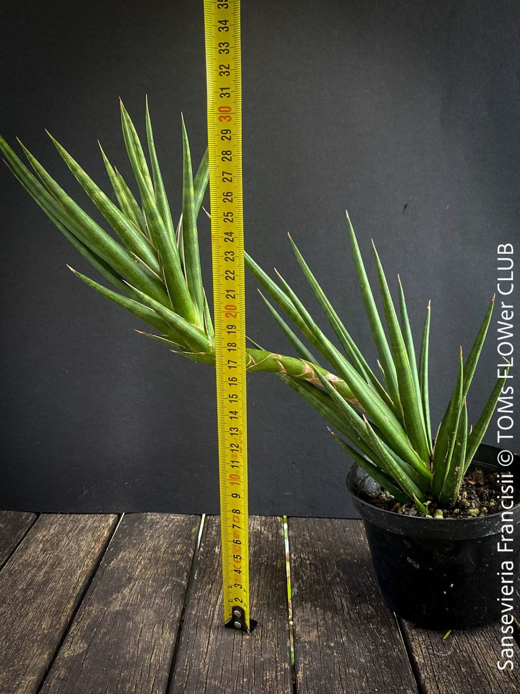 Plantes & graines: Sansevieria Francisii - einzigartig schön - oder? – Neuf avec emballage d'origine à Adliswil par astom369 5