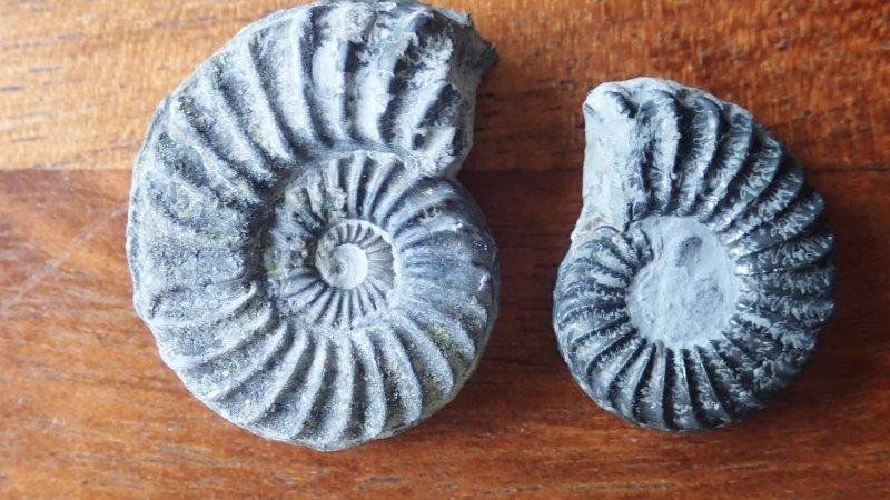 Fossilien: kleine Fossilien Sammlung – Gebraucht aus Rickenbach BL von Oktober68 7