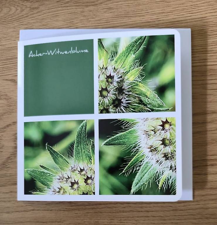CDs: Collagekarte Acker-Witwenblume – Neuf avec emballage d'origine à Chur par Frei3912 1