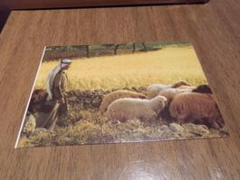 Ansichtskarte Bethlehem, Shepherd's 1041
