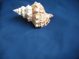 Wunderschöne Muschel Philippinen 8cm