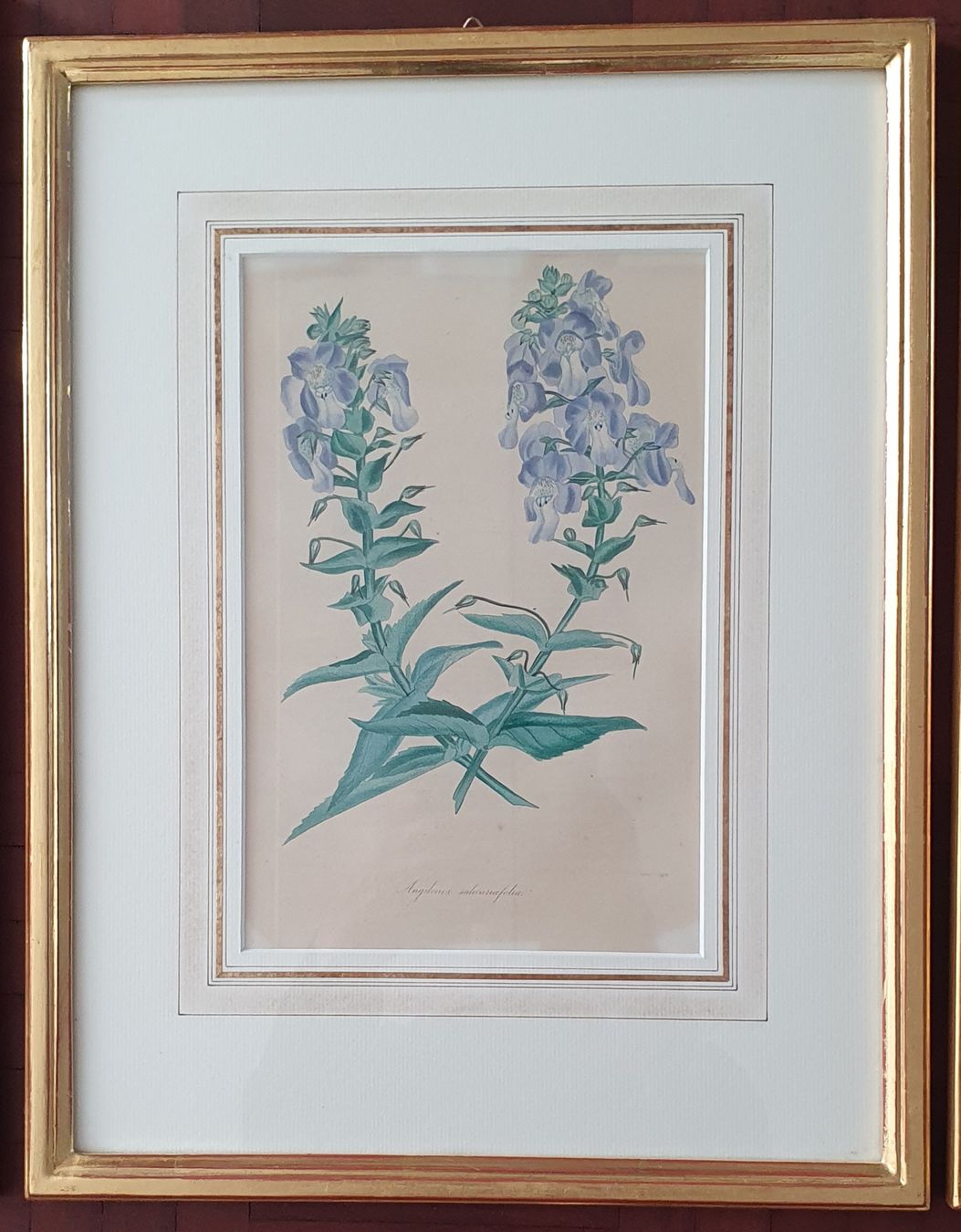 Grafiken & Lithographien: 3 Botanik Bilder - Lithographie,  im Goldrahmen – Gebraucht aus Kreuzlingen von Rschweiz1 3