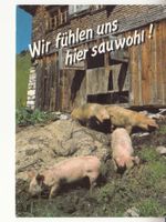 Humorkarte Sauwohl 1994