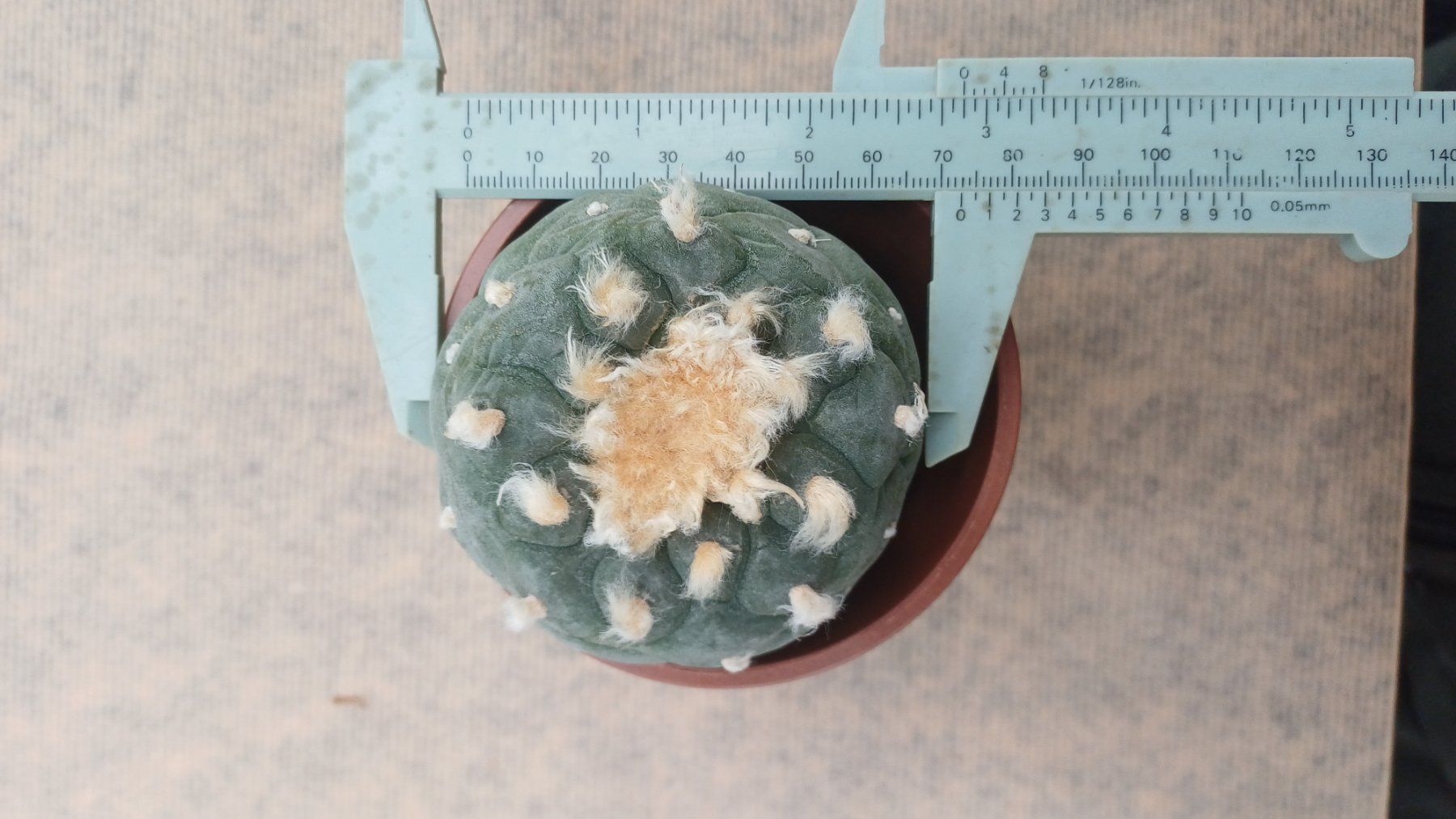 Plantes & graines: Lophophora decipiens – D'occasion à Neftenbach par QuiQuo 2