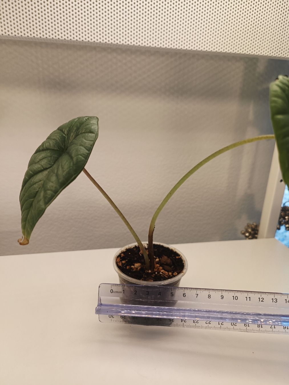 Piante & sementi: Alocasia Platinum  – Usato da Luzern venduto da sann2 2