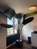 XXL-Strelitzie 250 cm inkl. Lechuza-Premiumtopf