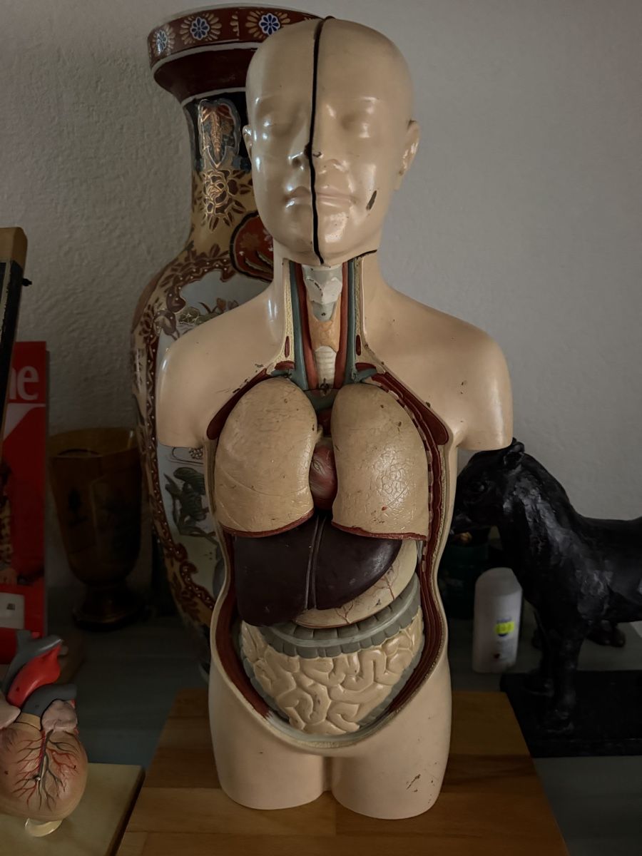 Modellbausätze & Standmodelle: Modello anatomico torso e testa con organi – Gebraucht aus Malleray von car_dr85