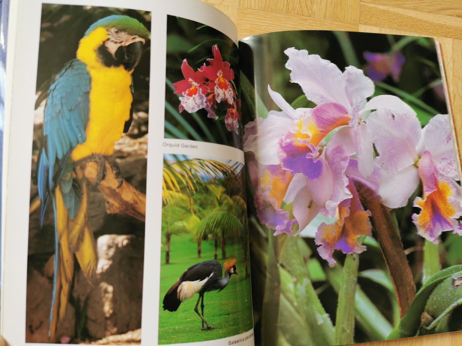 Libri: Teneriffa (engl.) – Usato da Stäfa venduto da flamingo_17 2