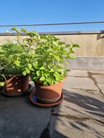 Balkon-/Gartenpflanze: rosa blühender Flieder