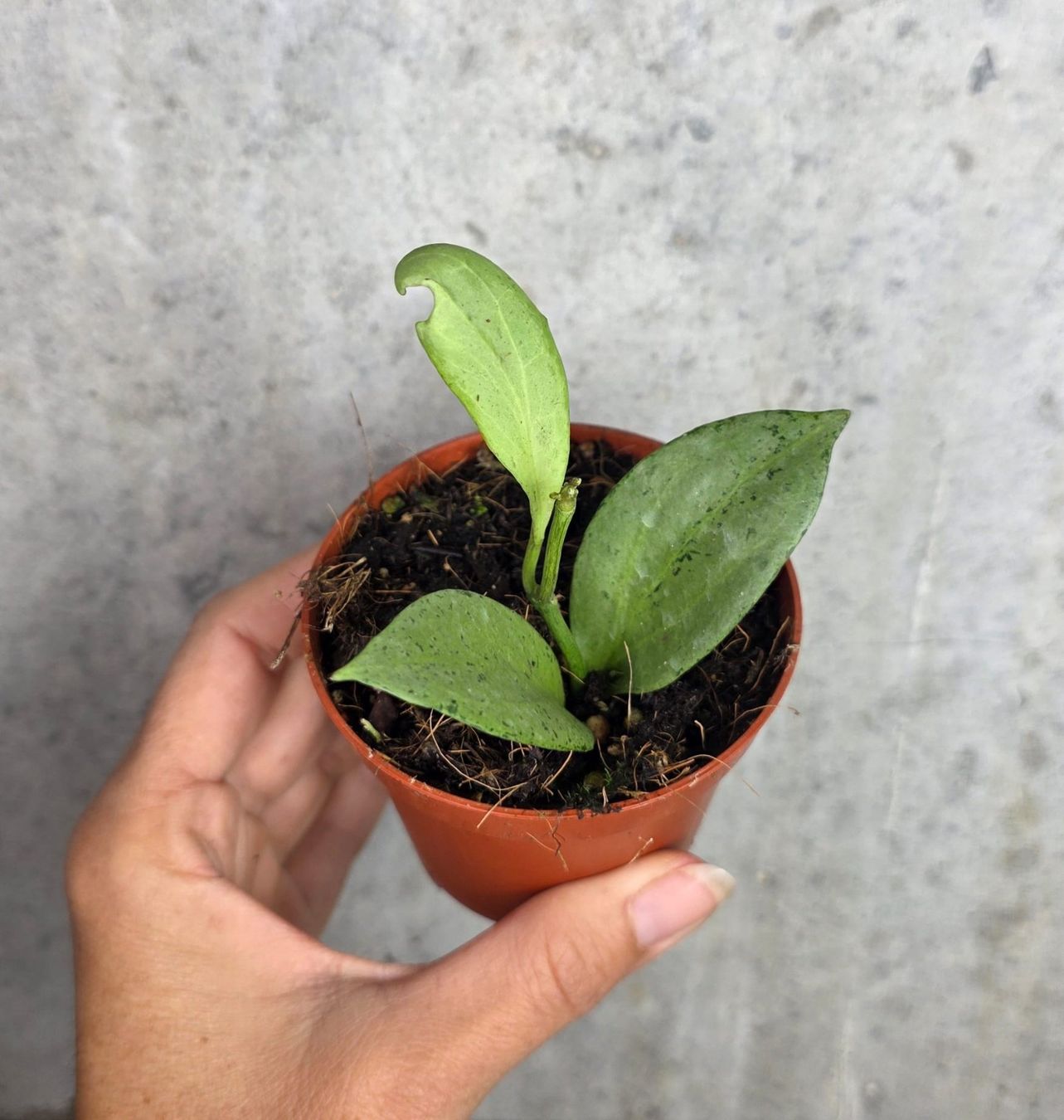 Piante & sementi: Hoya nicholsoniae 'New Guinea Ghost' – Nuovo (secondo la descrizione) da St.Erhard venduto da Plumilandschweiz 1