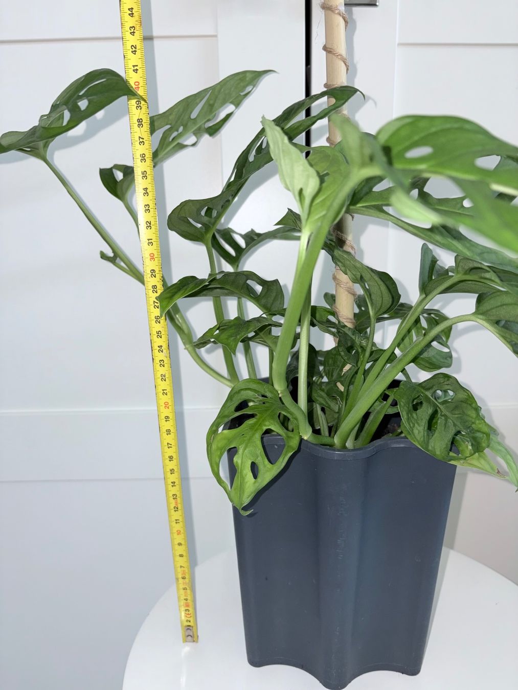 Piante & sementi: Monstera 'Monkey Leaf (Monstera adansonii) Plant 60 cm – Usato da Kilchberg ZH venduto da malibubeach 3