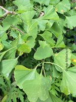 Ginkgo Biloba - Baum als ein lebendes Fossil