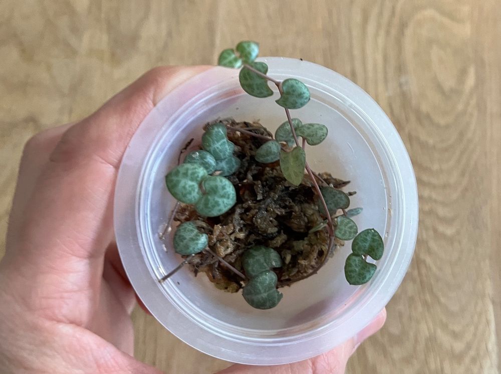 Ceropegia woodii Kaufen auf Ricardo