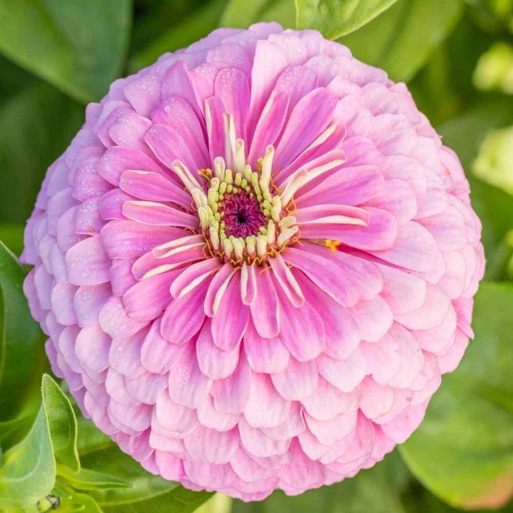 Piante & sementi: 50 Samen Zinnie LUMINOSA PINK Blume – Nuovo (secondo la descrizione) da Ehrendingen venduto da VerveinaSamen 1