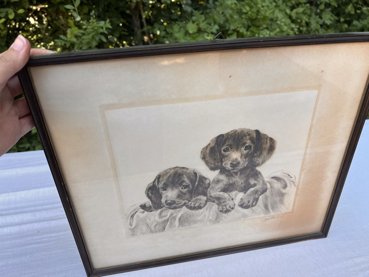 Foto & Immagini: Schöne Bild: 2 Dackelwelpen (136) – Usato da Glattfelden venduto da maa_qcj8