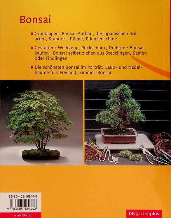 koreatanne bonsai Zwerg Korea Tanne - Abies koreana Mo…