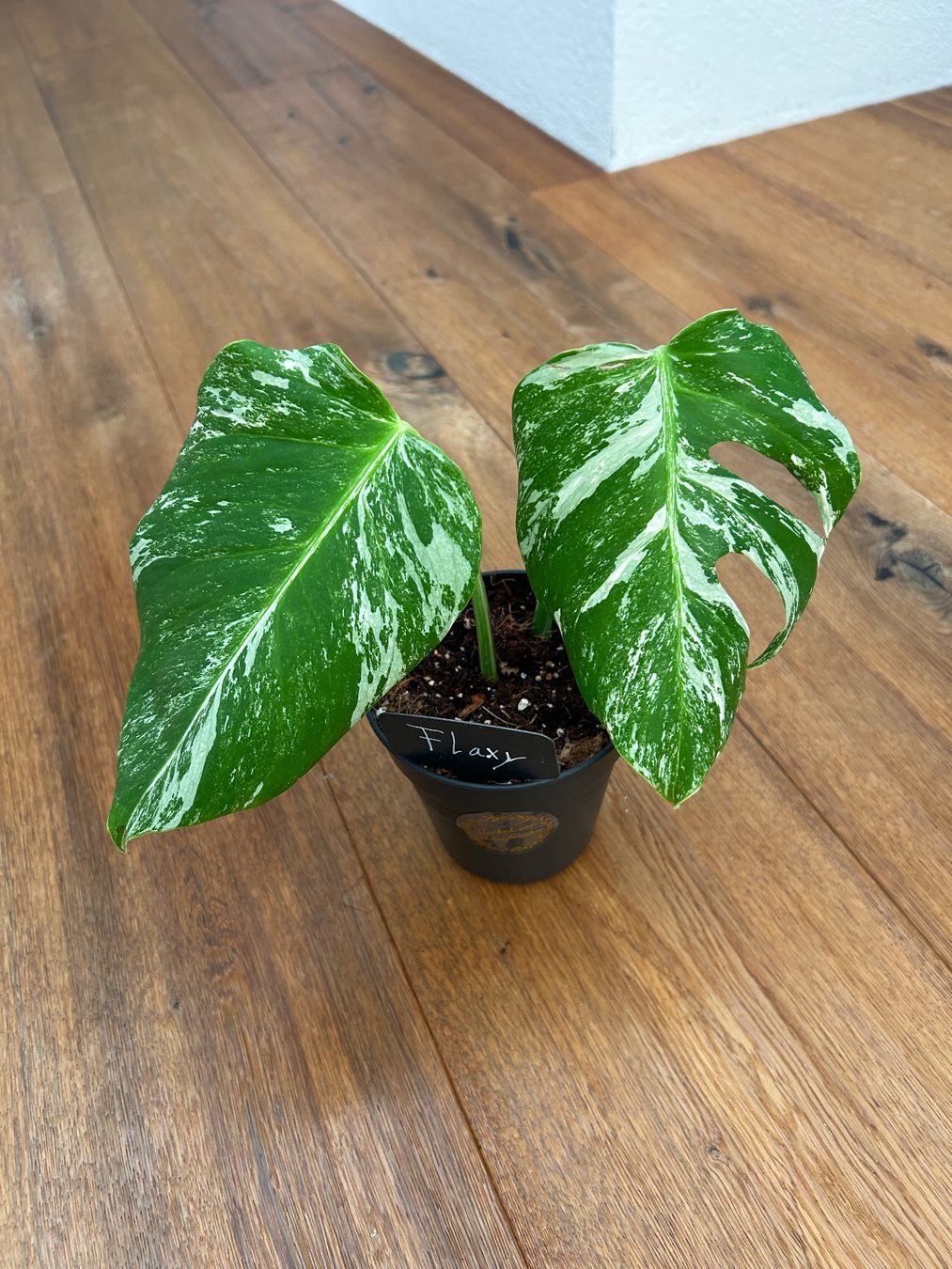 Piante & sementi: Monstera albo💚 – Nuovo (secondo la descrizione) da Wattwil venduto da Mikesplantshop