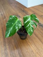 Monstera albo💚