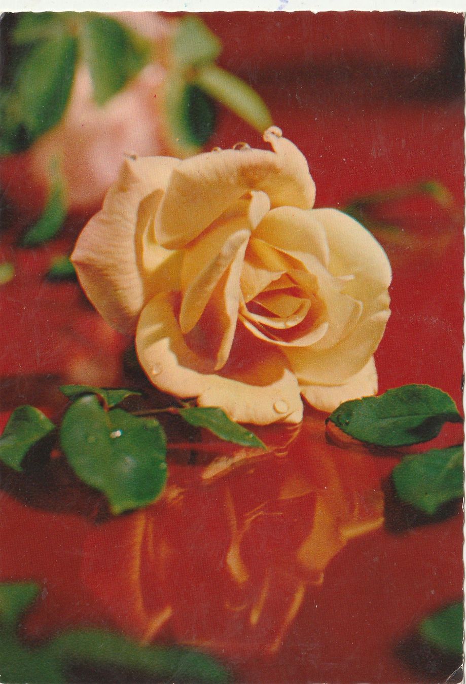 Cartoline postali: Blumenkarte – Usato da Lumbrein venduto da made02