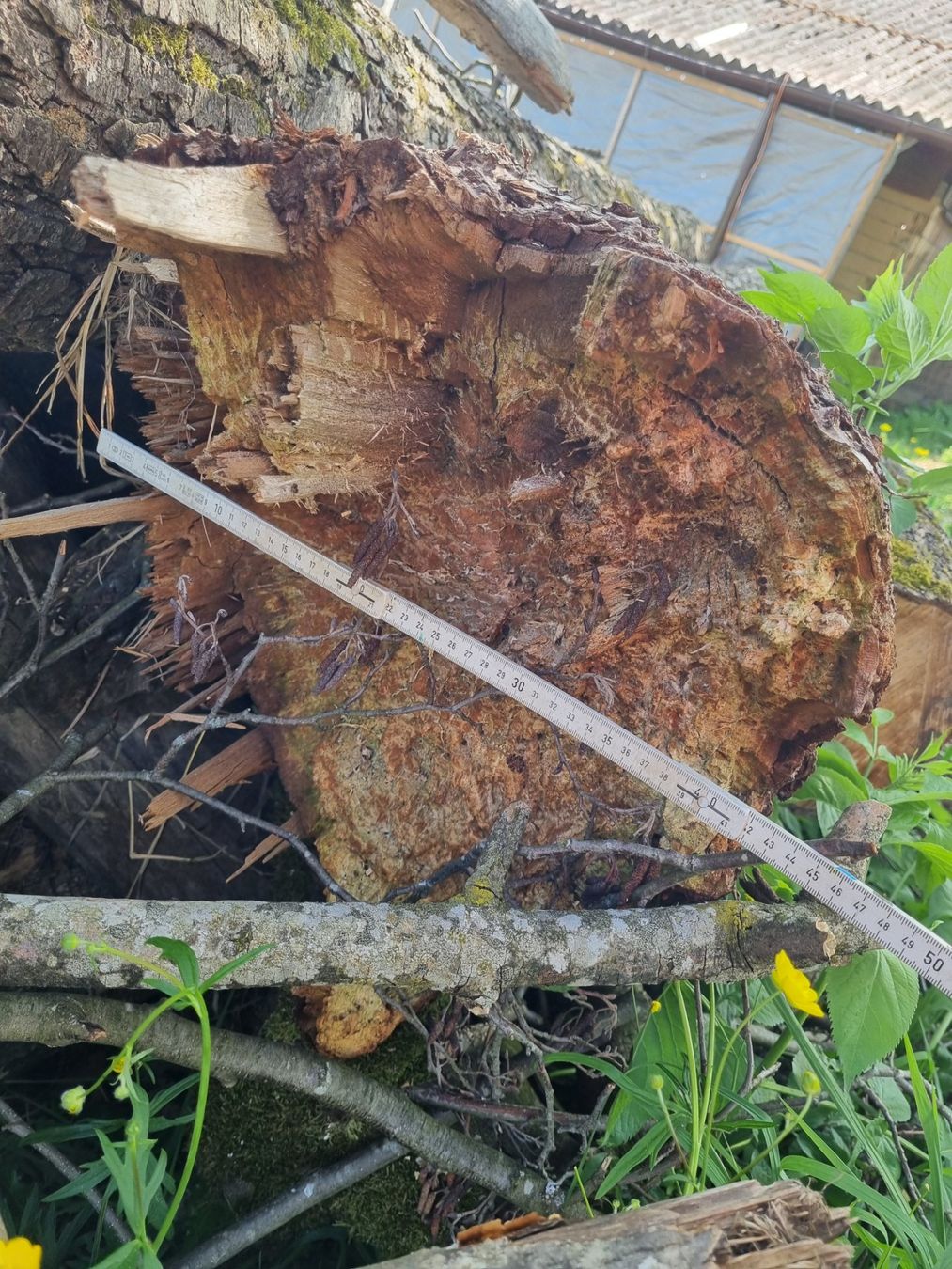 Articles en bois: Erle Baumstamm – D'occasion à Oberglatt ZH par bea1986 1