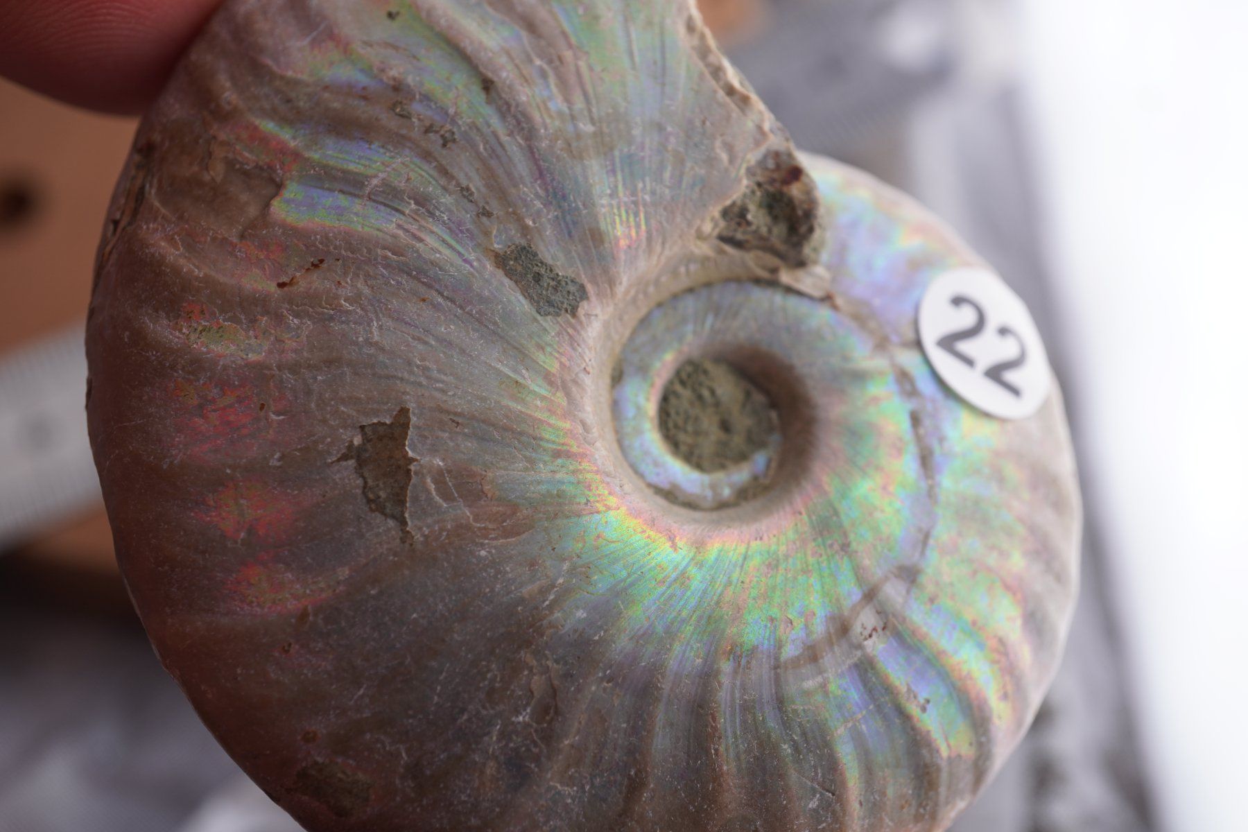 Minéraux & Lithothérapie: Ammonit  Opalisiert   Wunderschön  ca  70mm – Neuf avec emballage d'origine à Eschenbach SG par topstone 8