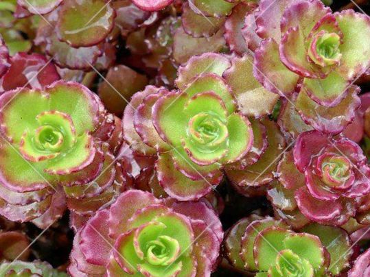 Piante & sementi: Sedum fuldaglut Mauerpfeffer Bodendecker – Nuovo (secondo la descrizione) da Ibach venduto da chaemilochhobbygarte