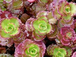 Sedum fuldaglut Mauerpfeffer Bodendecker