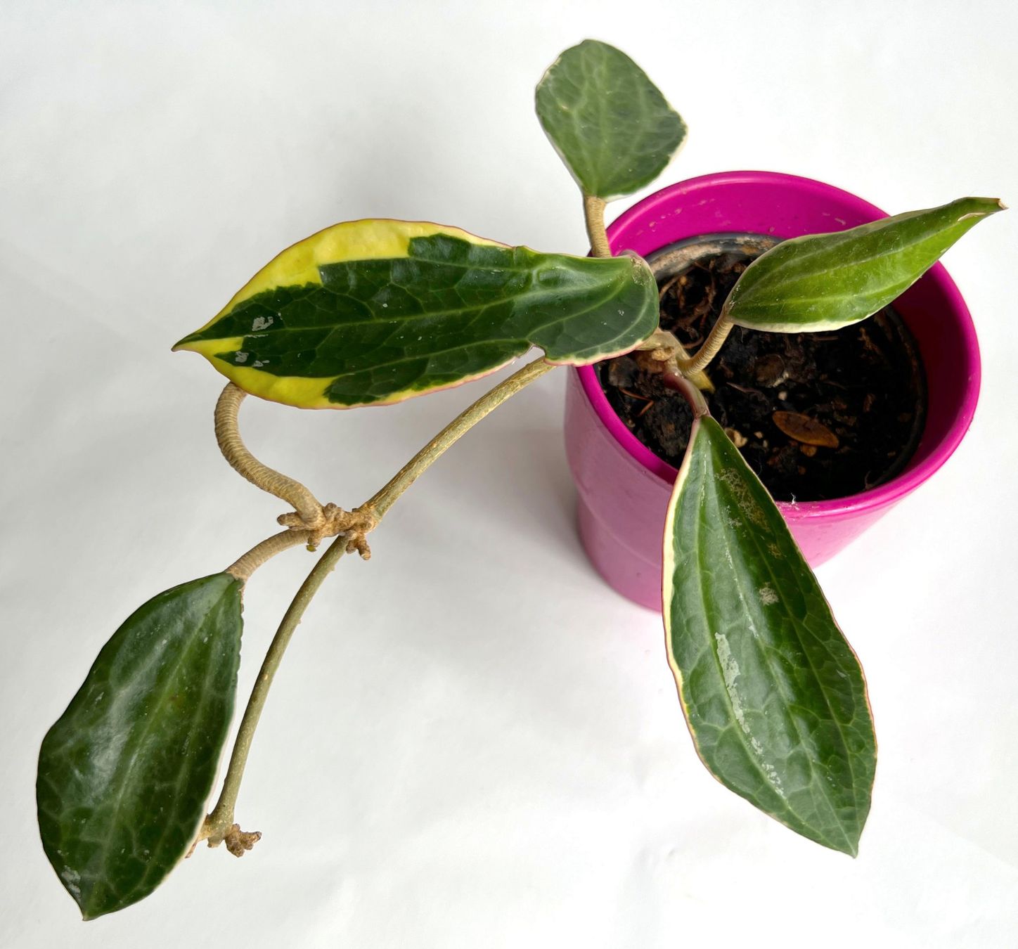 Pflanzen & Samen: HOYA*Albomarginata Variegata***** – Gebraucht aus Dübendorf von Orchid18