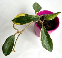 HOYA*Albomarginata Variegata*****