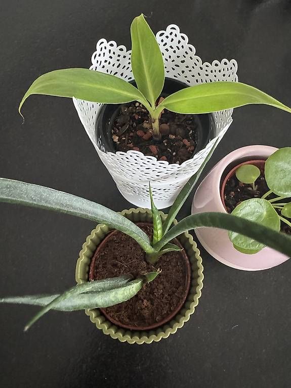 Piante & sementi: Baby-Zimmerpflanzen-Set #1 – Usato da Thun venduto da DascheLii 2