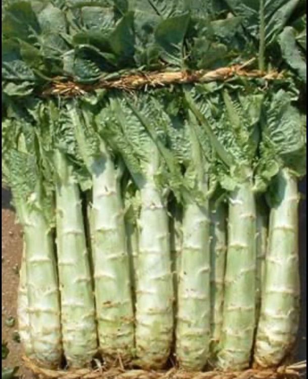 20 SAMEN CELTUCE SPARGEL SALAT | Kaufen auf Ricardo
