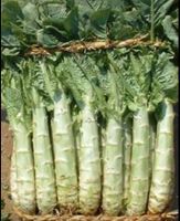 20 SAMEN CELTUCE SPARGEL SALAT