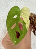 Monstera Adansonii Albo Variegata – Rooted Cutting 🌿🤍 
