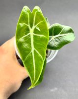 🌿 Alocasia Purple Veins - Jungpflanze #2