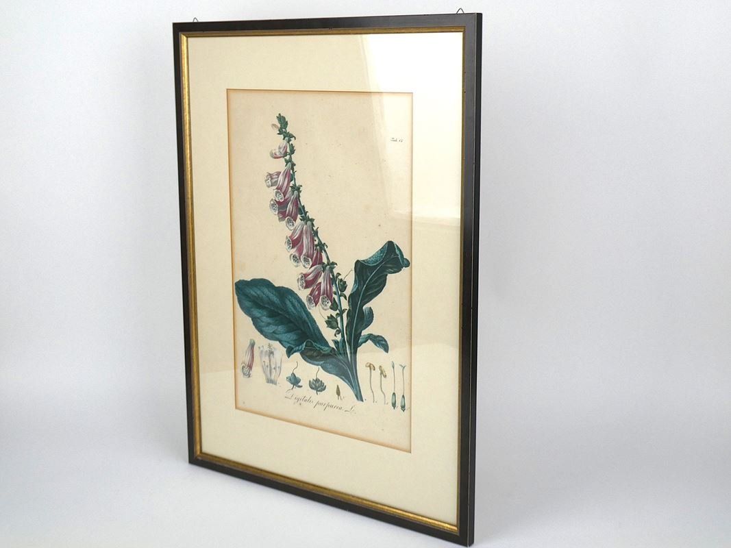 Posters & Illustrations: Digitalis Purpurea. L. Bild – D'occasion à Urtenen-Schönbühl par Restwert_Schoenbuehl 4