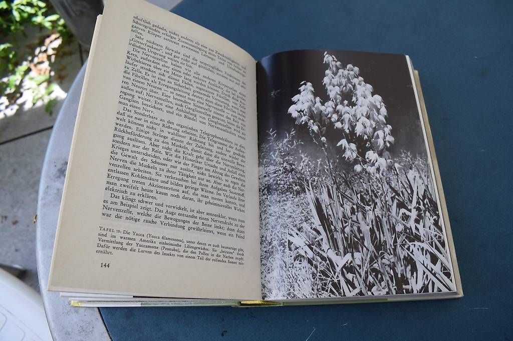 Libri: Die Welt der Planzen – Usato da Brügg BE venduto da Aristotolius 1