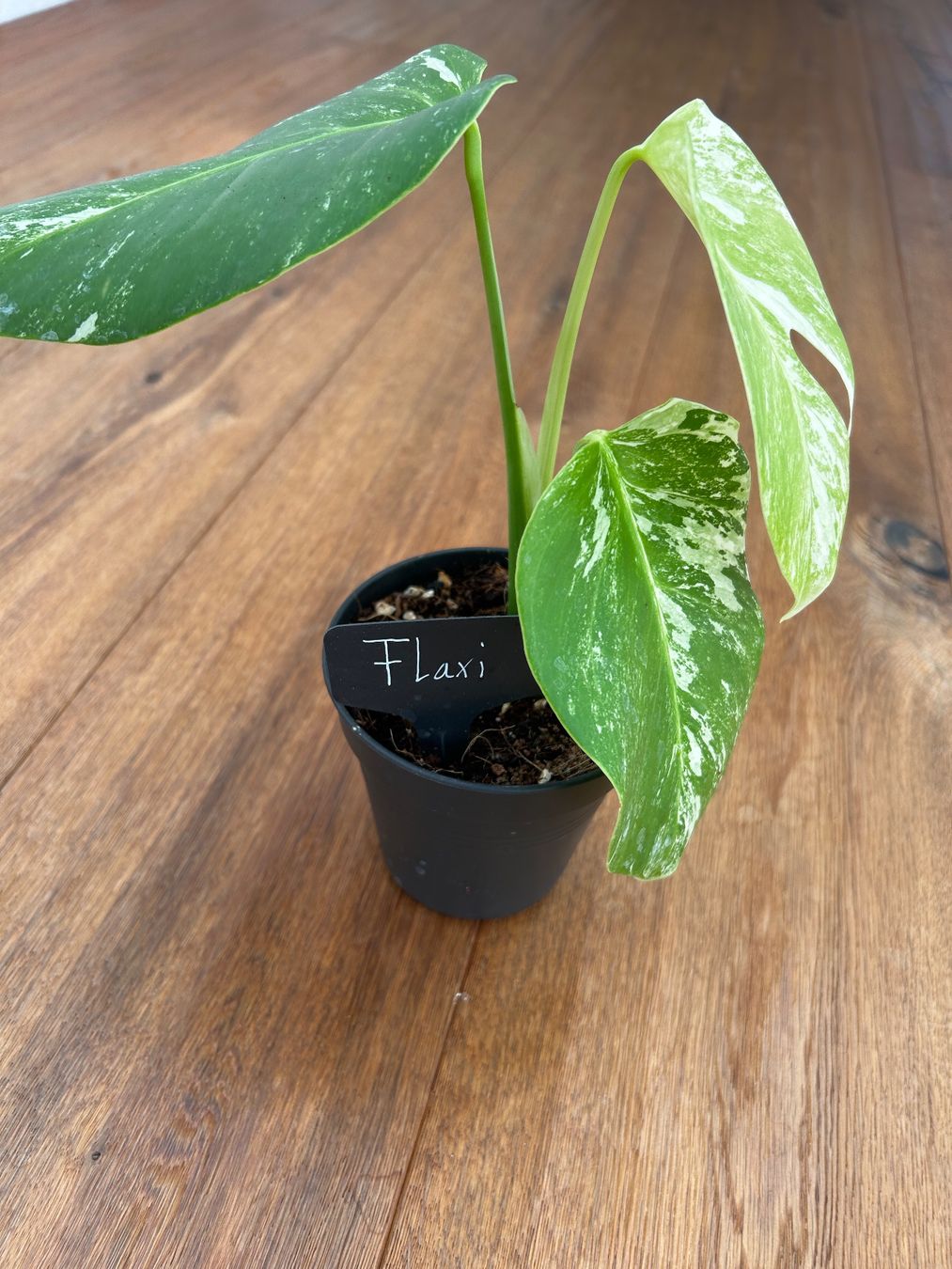 Piante & sementi: Monstera albo💚 – Nuovo (secondo la descrizione) da Wattwil venduto da Mikesplantshop 2