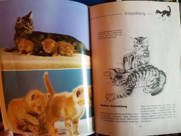 Bücher: 3 Katzenbücher = 1 Preis – Gebraucht aus Oberengstringen von Sheera7 2