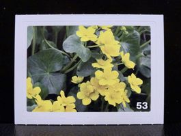 MIGROS MANIA Nature Detectives Nr. 53