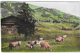 Kuhherde vor Alphütte