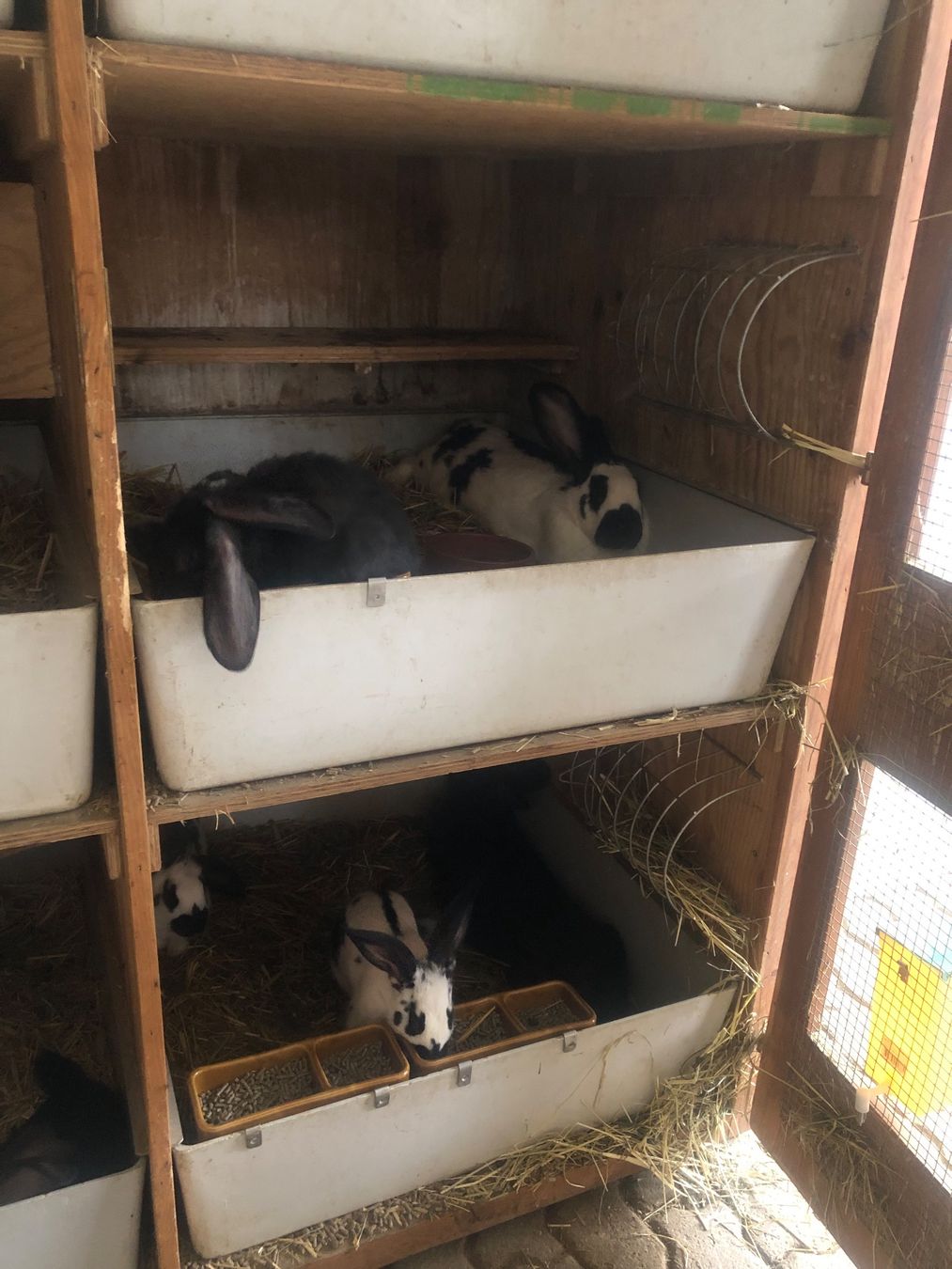 Cages, transport & sécurité: Kaninchenstall – D'occasion à Buchs LU par Diarella 5
