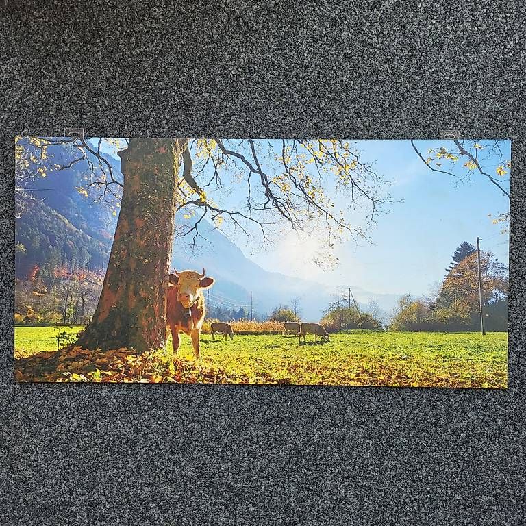 Foto & Immagini: Bild Kuh 80x40 – Usato da Reichenbach i. K. venduto da likki07