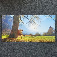 Bild Kuh 80x40