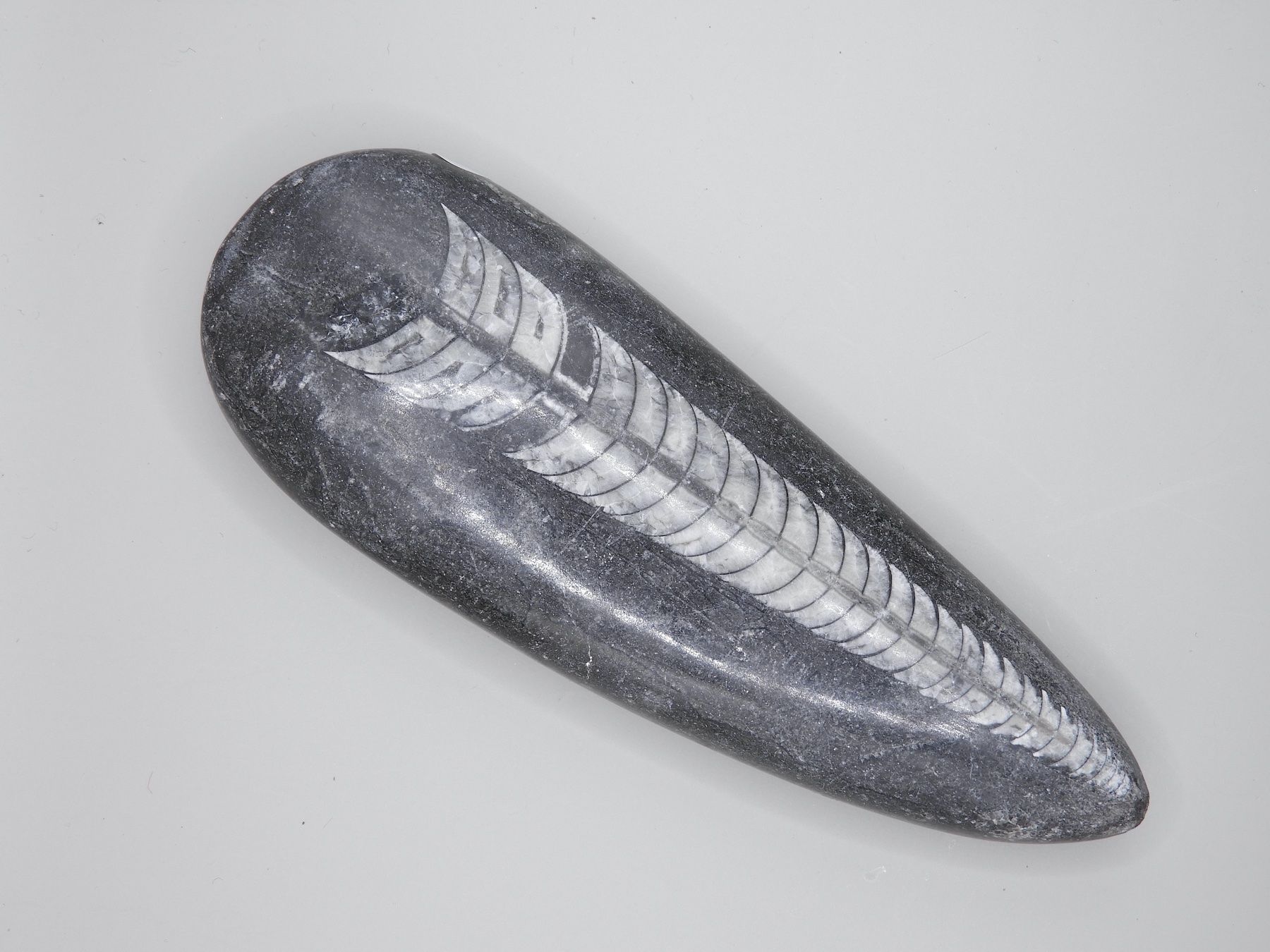 Fossili: Fossil Orthocera 13 cm Einzelstück – Usato da Horw venduto da luzernicus