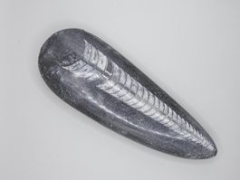 Fossil Orthocera 13 cm Einzelstück