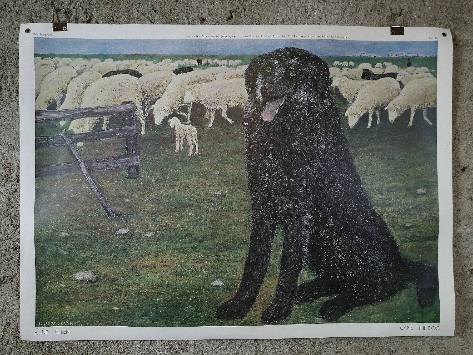 Foto & Immagini: Schulwandbild "Hund" Peter Bergmann – Usato da Birrwil venduto da brandschatz_birrwil 1