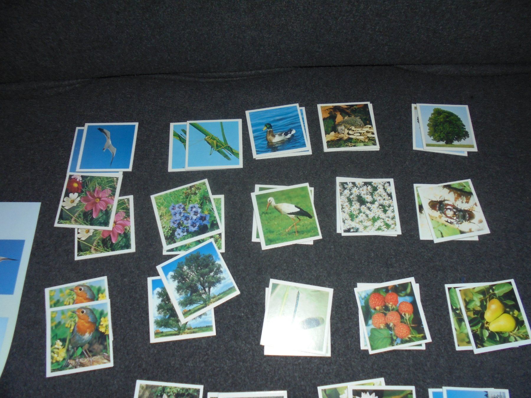 Ravensburger Giochi: Ravensburger Natur Memory 72 Kratern Spiel mit Poster – Usato da Rüschegg-Heubach venduto da Ofen111 4