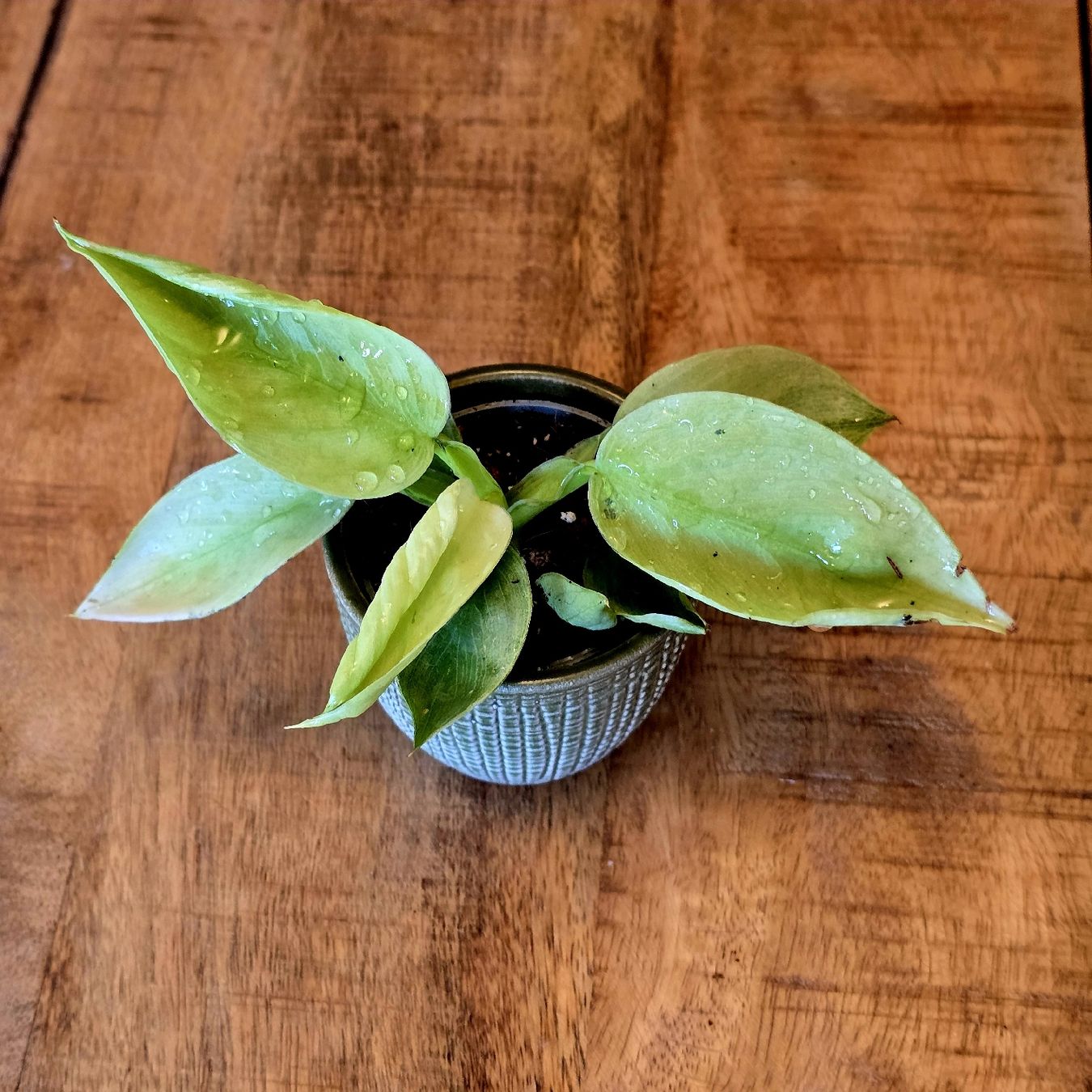 Plantes & graines: 🪴 Philodendron José Buono – Neuf (Voir description) à Misery par oas_khk5