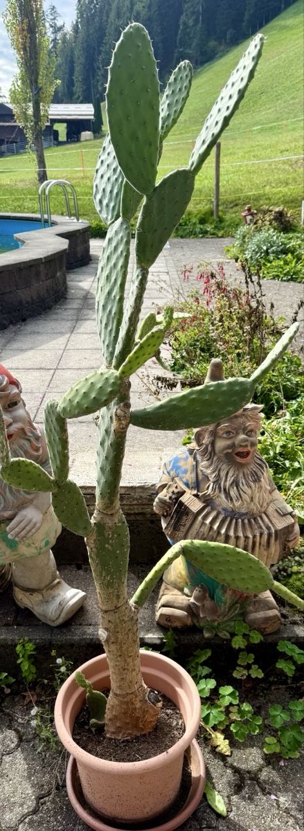 Pflanzen & Samen: Kaktus im Topf,  – Gebraucht aus Ostermundigen von blue610
